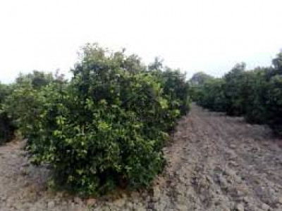 Gulberg Greens - Block B - 10 Kanal Farm House Land Available IN Islamabad