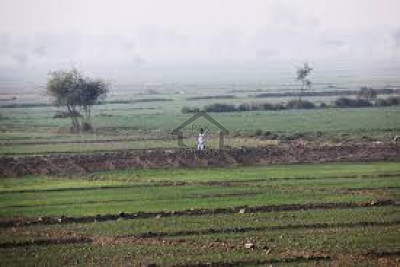 Jamber-Agricultural Land Of 128 Acre For Sale In Kasur