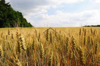 Khanpur Road-Cash Generating Investment - A Fruit Farm - Agricultural Land For Sale In Taxila