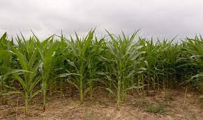 2 Kanal Agricultural Land For Sale In AGHOSH Phase 2 - Block C