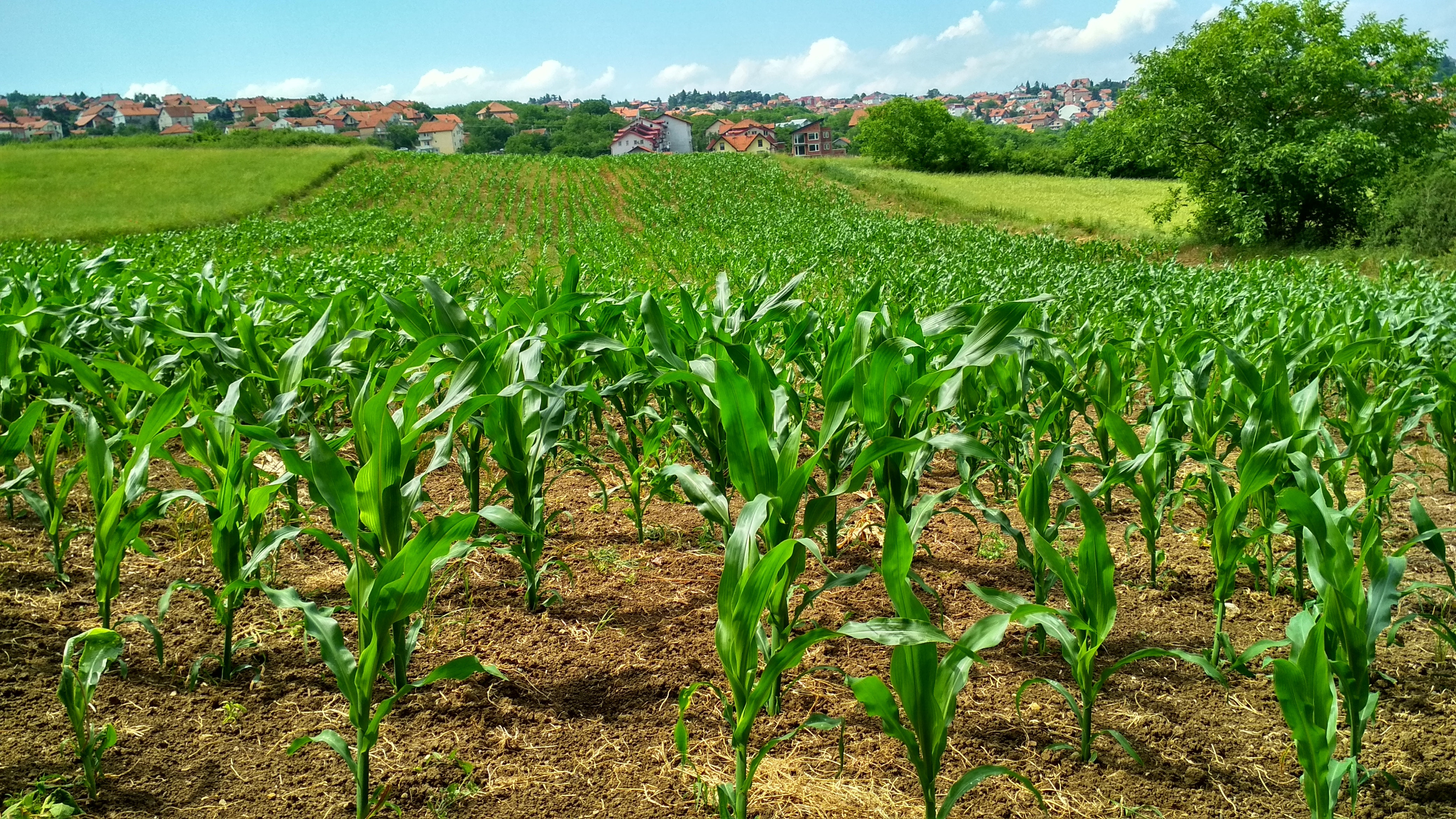 18 Kanal Agricultural Land For Sale In Bedian Road