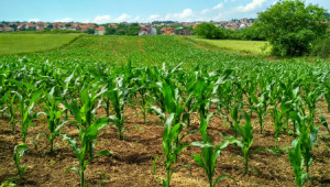 1 Kanal Agricultural Land For Sale In Bedian Road
