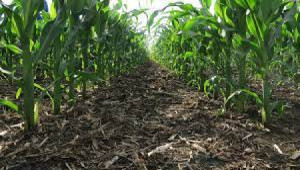 48.4 Kanal Agricultural Land For Sale In Mouza Shabi