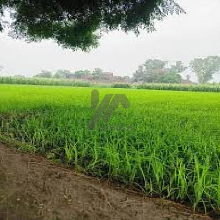 Agricultural land for sale in chak 477 burewala, vehari