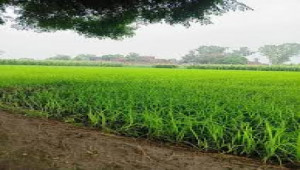 Agricultural land for sale in chak 477 burewala, vehari